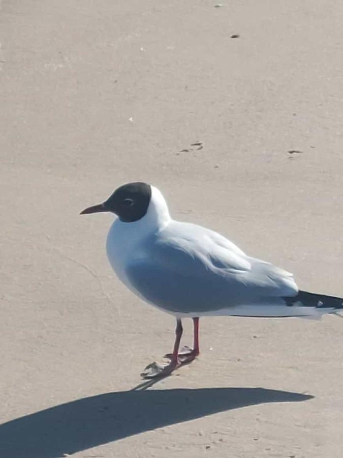 Ostseewind - In Der Strandstrasse-Fuehrt Zur Seebruecke Ostseebad Kühlungsborn Eksteriør bilde